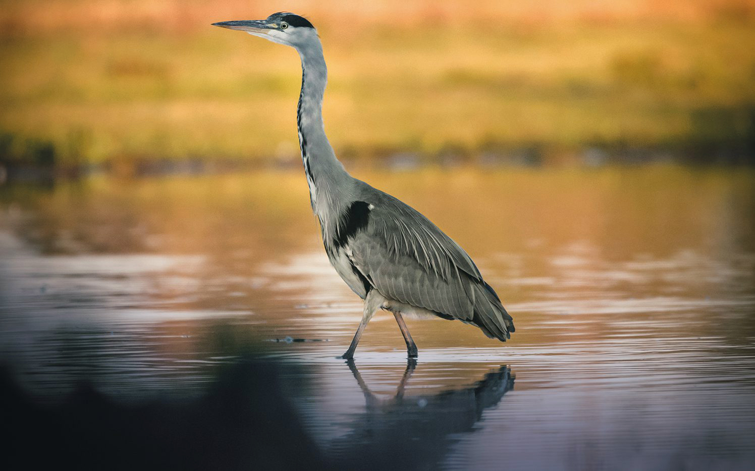 Bird Walking In Lake