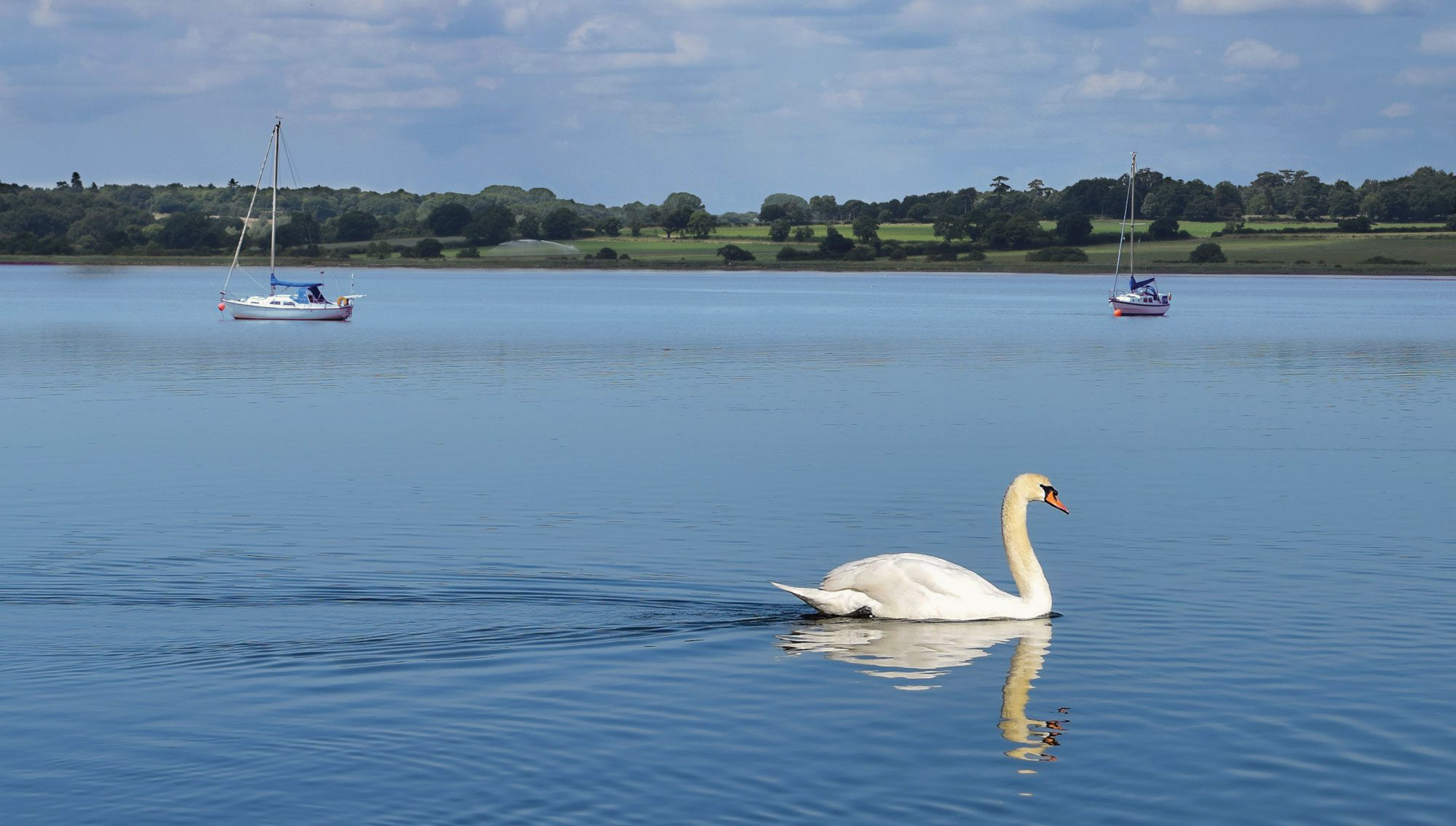 Swan On A Lake In Essex