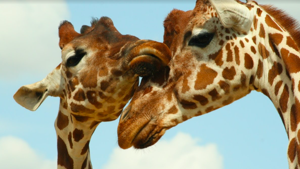 Giraffes at Colchester Zoo