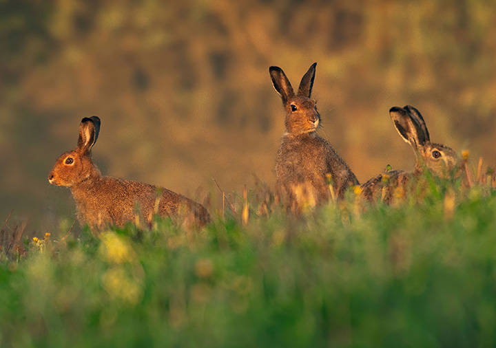 Hares in a field