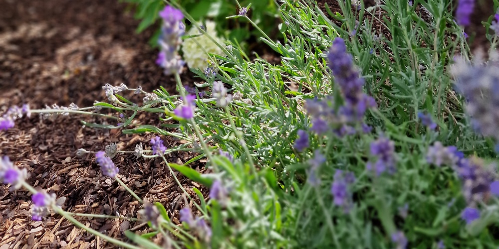 Lavender soil