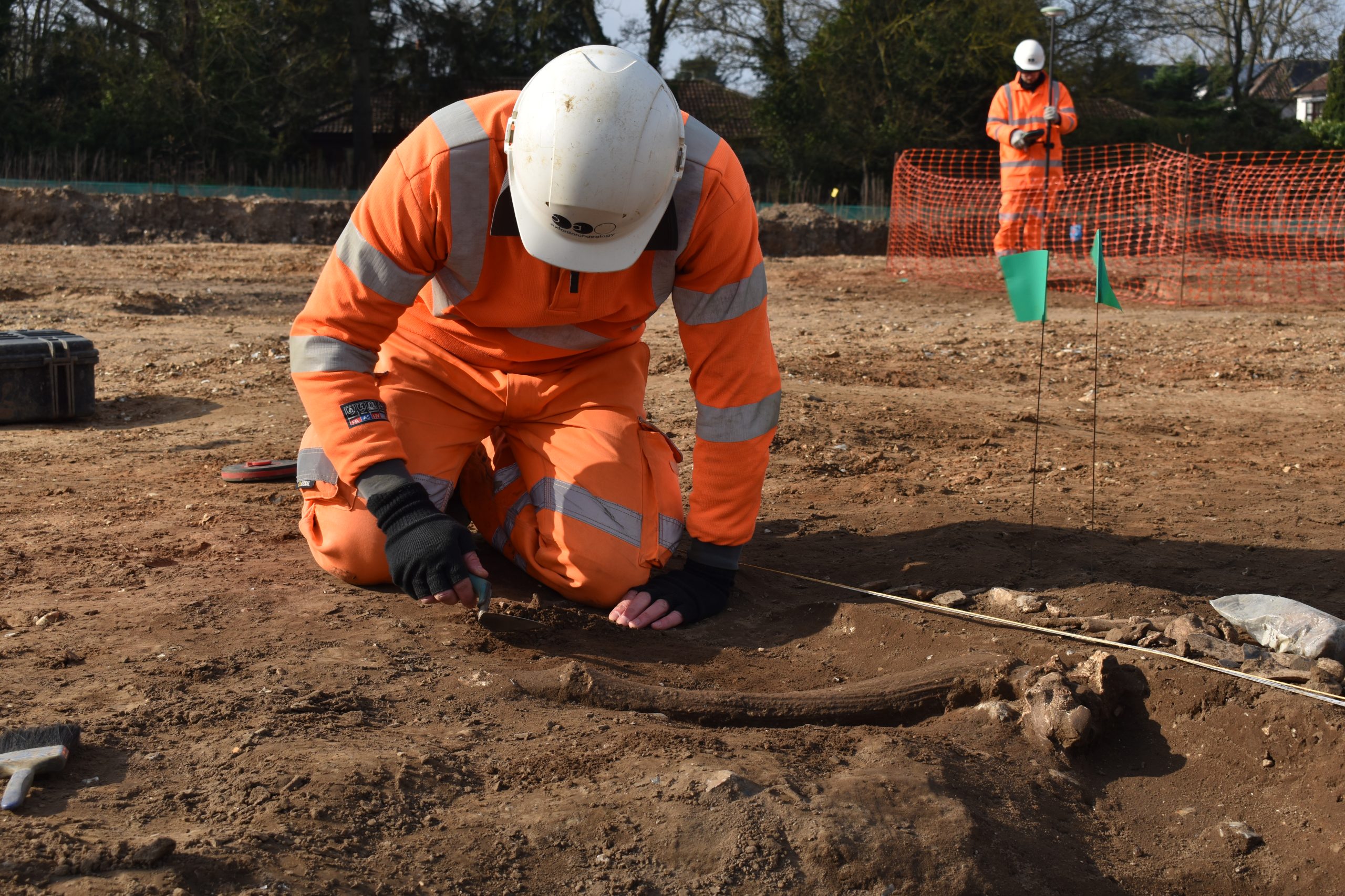 man excavating a deer antler