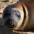 Grey seal on a Norfolk beach