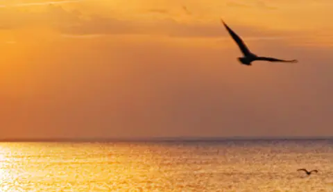 Bird flying over water during sunset