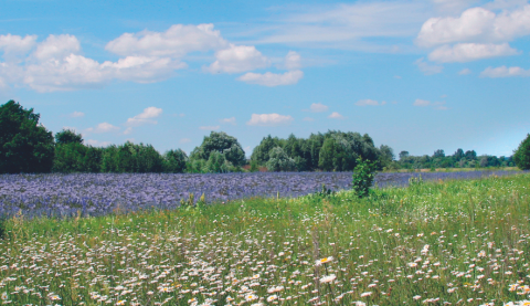 Countryside near Stowmarket Suffolk